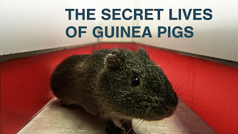 The Secret Lives of Guinea Pigs (2013)