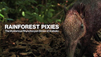 Rainforest Pixies: The Mysterious Rhynchocyon Shrew of Arabuko (2008)