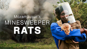 Mozambique's Minesweeper Rats (2008)